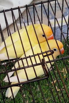 decino bonded pair for sale