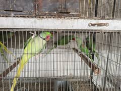 birds