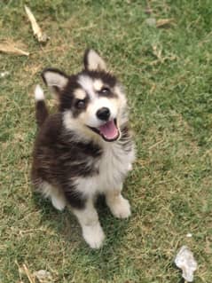 2.5 month husky