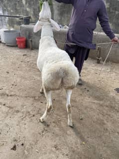 2 dant fetahgangi dumba