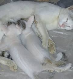 White color with two babies that have also white amazing color