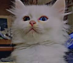 Odd eyes Persian kitten