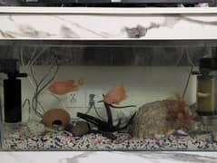 3 ft aquarium and 3parrots