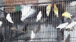 all shed for sale