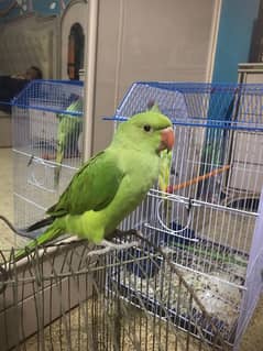 Ringneck self feed Chicks for sale