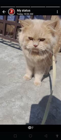 male and female cats and kittens available