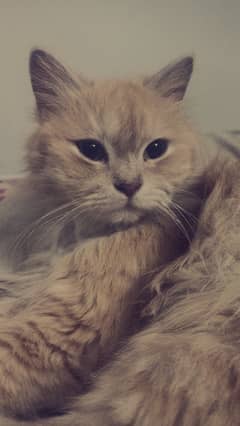 Persian