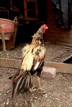Top Quality Aseel Birds