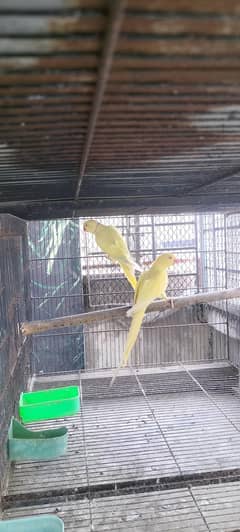yellow ring nack 200% breeder pair