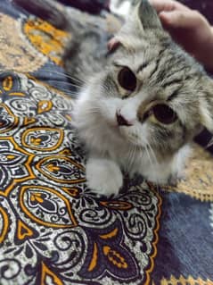 Persian cat (female) 4 months original Persian breed  triple coat