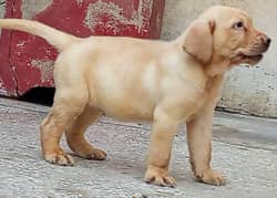 British Labrador Pup pedegiree 03134111831