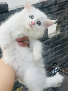 Persian kitten