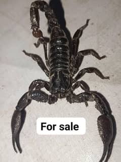 for