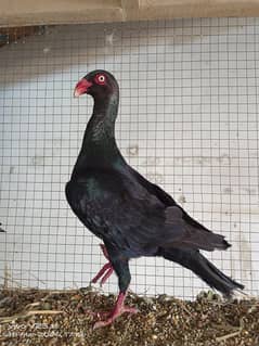 Top quality danish pigeion for sale confirm breeder pair