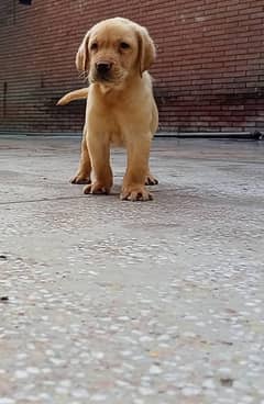 British Labrador Pup pedegiree 03134111831