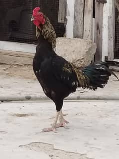 murga for sale good size healthy and active 15 month age