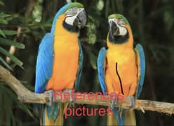 Blue and gold macaw