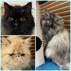 Peke/Peki/Piki Adult Persian Females Cats