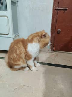 Persian male cat