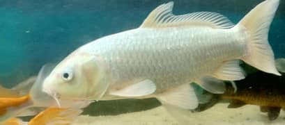Top Quality Highfin Koi