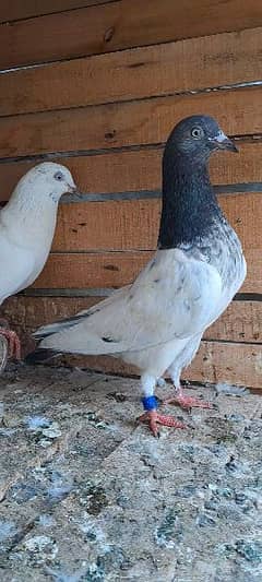 High Flyer Pigeons