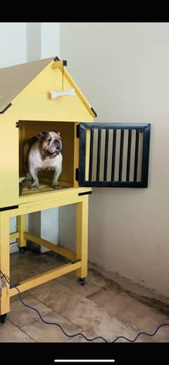 Bulldog