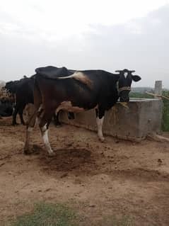 fresien cross cow for sale