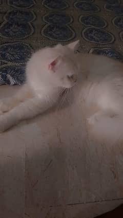PURE PERSIAN STUD MALE