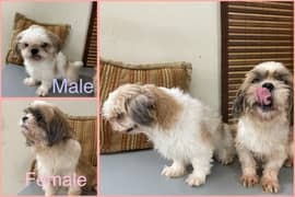 Adult Shih Tzu (Shihtzu, Shitzu) Pair from Pedigree parents