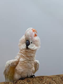 moluccan cockatoo