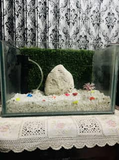 fish aquarium