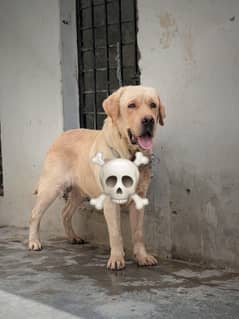 Labrador