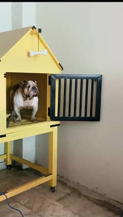 British bulldog