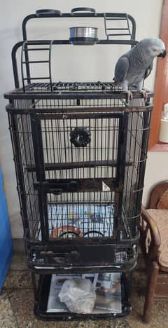 African Grey parrot with cage