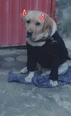 Labrador