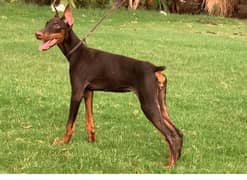 doberman puppy