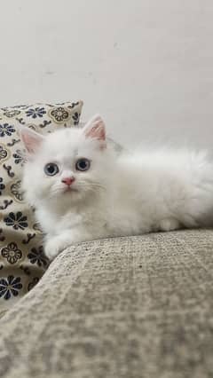 Persian kittens /long coat kittens /white kittens /piki kittens/