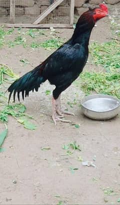 Aseel murghai for Sale