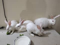 A new Zealand red eye 4 members rabbit family