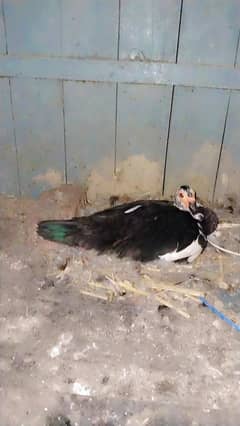 mugg a duck