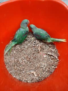 Kashmiri raw parrots