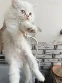 white kitten female