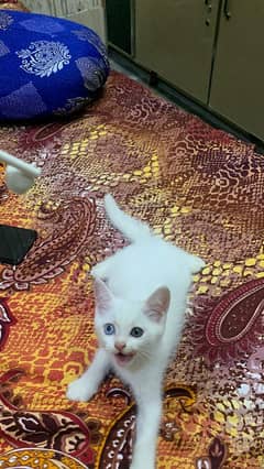 Persian kitten/ Triple coated/ odd eyes / 03247627801
