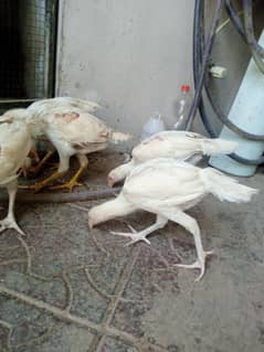 heera aseel paper white white nok nali