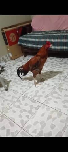 پیور