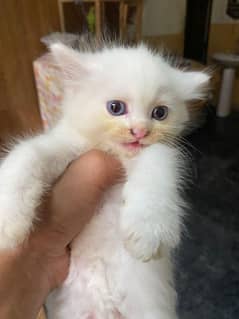 4baby  cats 3 white 1 black persian