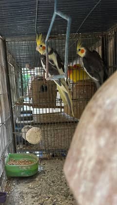 Cockatiels