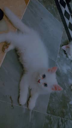 Persion kittens pair urgent sale