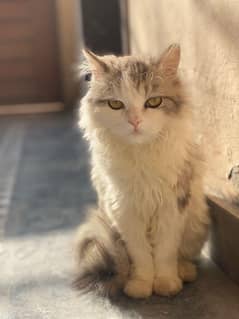 Persian cat