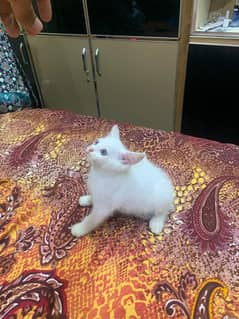Persian